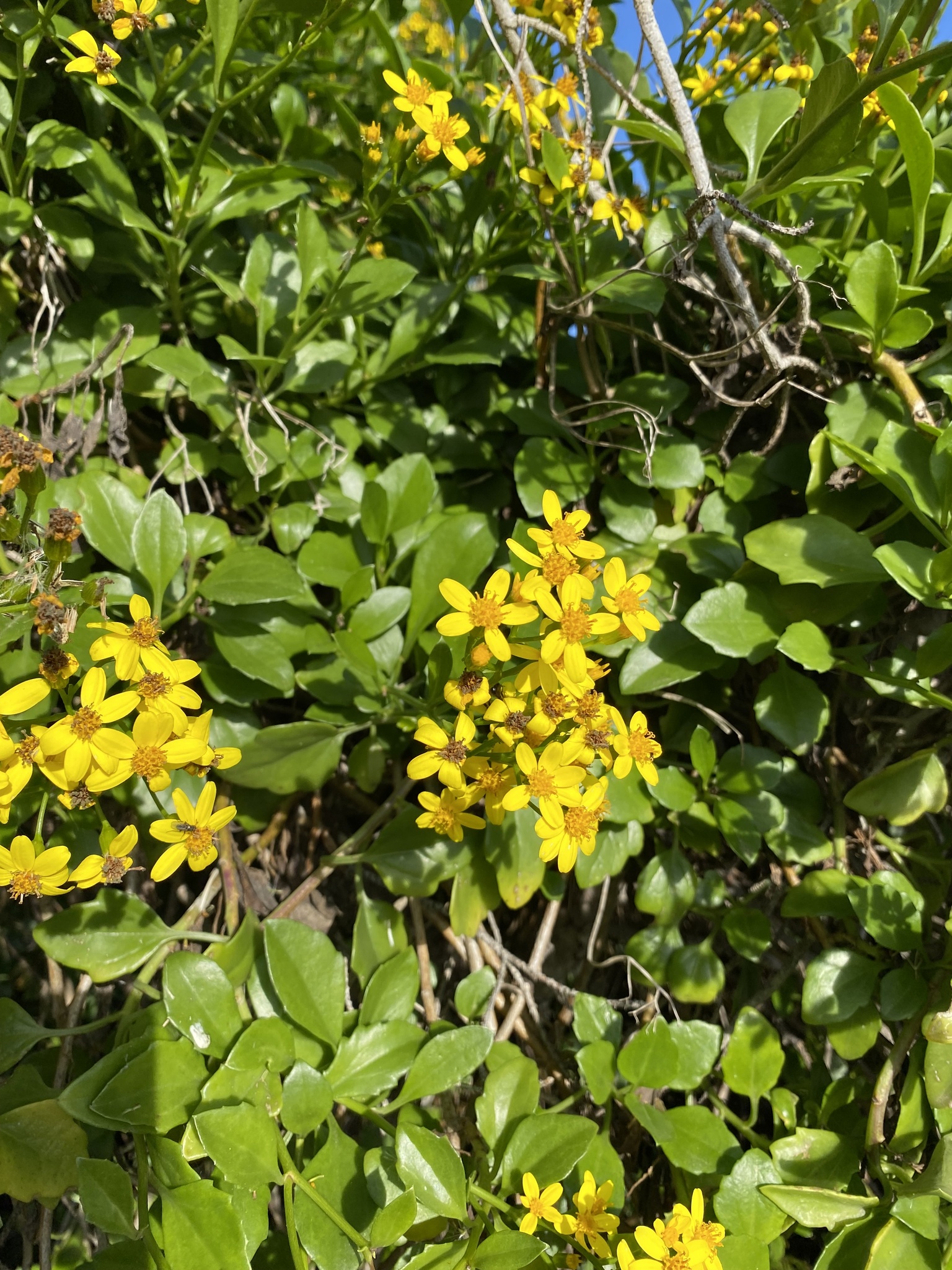 Creeping groundsel