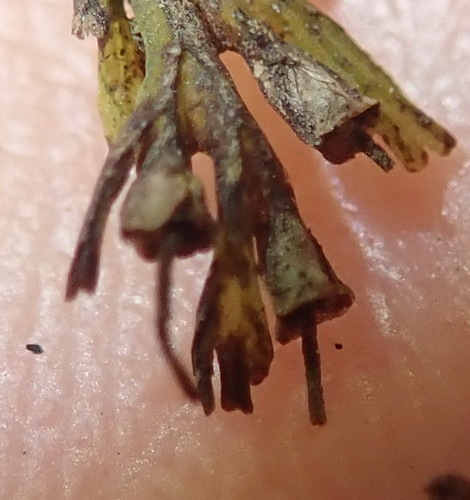 Image of Crepidomanes melanotrichum by (c) Nicola van Berkel, some rights reserved (CC BY-SA)
