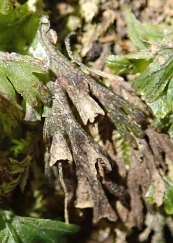 Image of Crepidomanes melanotrichum by (c) Nicola van Berkel, some rights reserved (CC BY-SA)