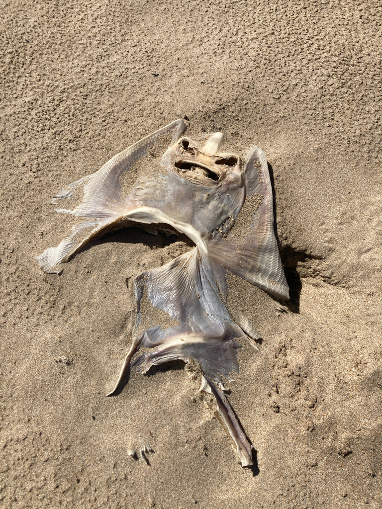 Guitarfish (Acroteriobatus annulatus) — Rhinobatidae