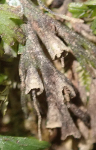 Image of Crepidomanes melanotrichum by (c) Nicola van Berkel, some rights reserved (CC BY-SA)