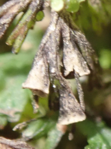 Image of Crepidomanes melanotrichum by (c) Nicola van Berkel, some rights reserved (CC BY-SA)