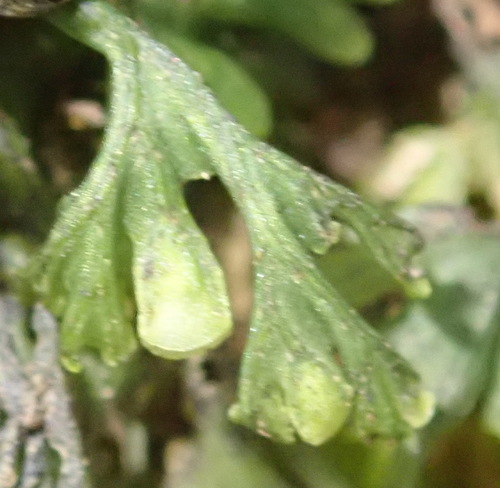 Image of Crepidomanes melanotrichum by (c) Nicola van Berkel, some rights reserved (CC BY-SA)