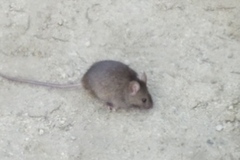 Mus musculus