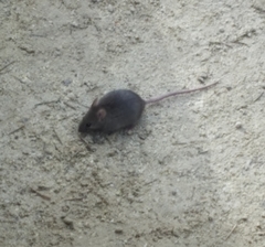 Mus musculus