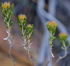 Oedera corymbosa
