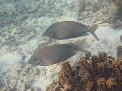 Siganus punctatus