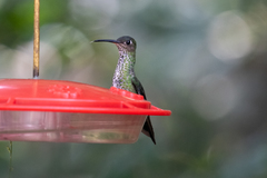 Taphrospilus hypostictus