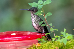 Taphrospilus hypostictus