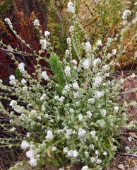 Cryptantha clevelandii