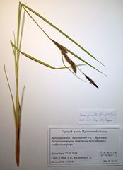 Carex nigra juncea