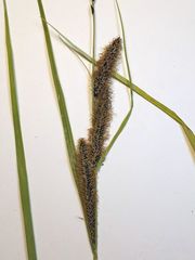 Carex nigra juncea