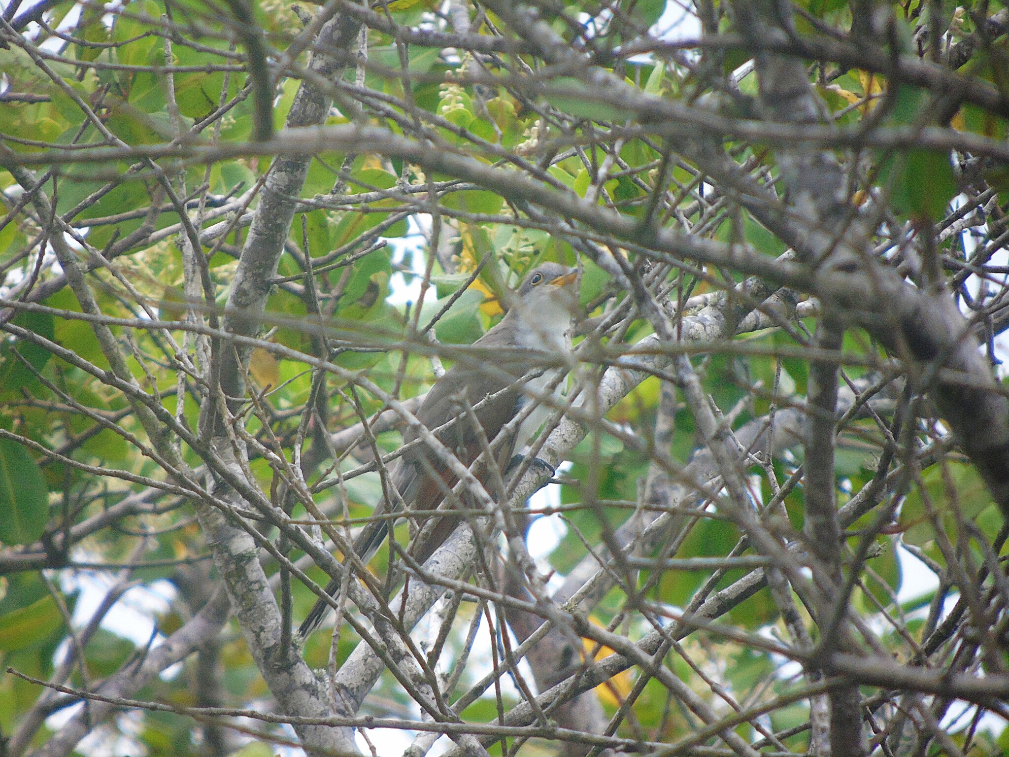 Yellow-billed Cuckoo (Coccyzus americanus), photo 9