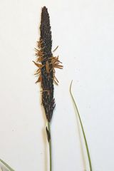 Carex nigra juncea