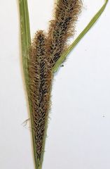 Carex nigra juncea