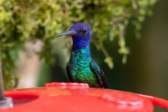 Chrysuronia oenone
