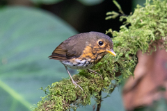 Grallaricula flavirostris