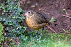 Grallaria haplonota