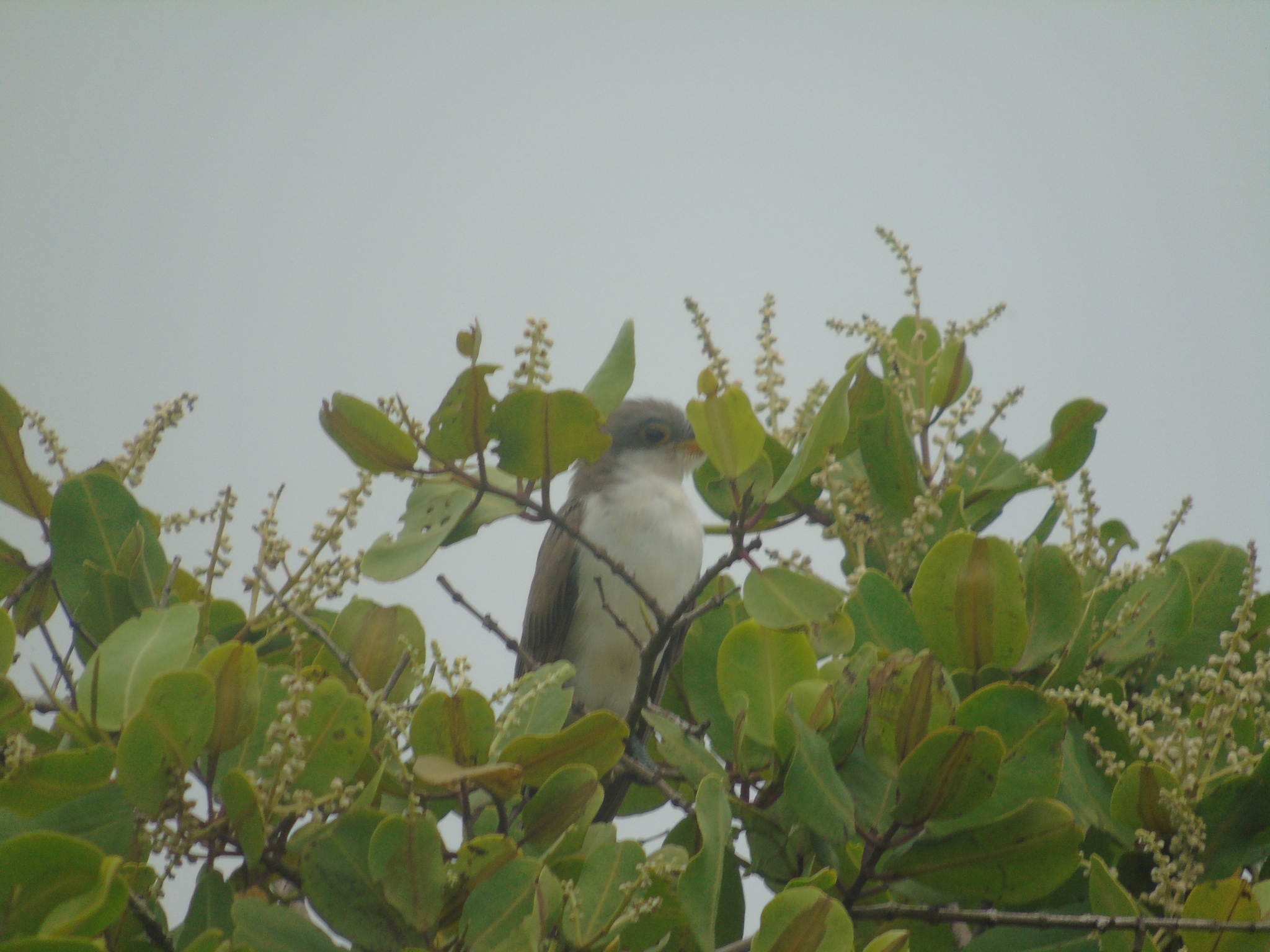 Yellow-billed Cuckoo (Coccyzus americanus), photo 10