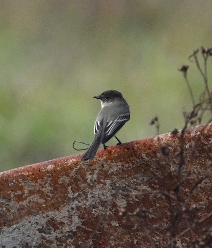 Eastern Phoebe (Sayornis phoebe), photo 5