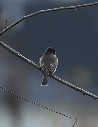 Eastern Phoebe (Sayornis phoebe), photo 6