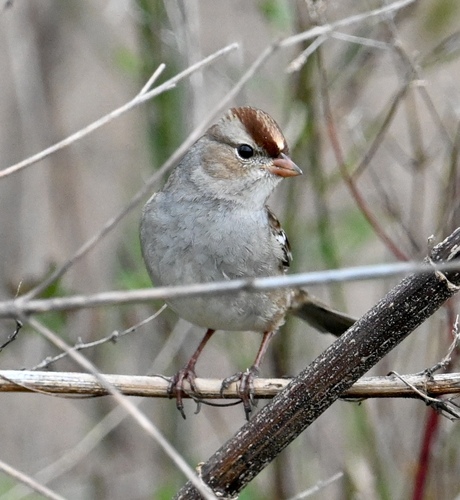 White-crowned Sparrow (Zonotrichia leucophrys), photo 7