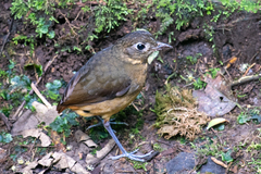 Grallaria haplonota