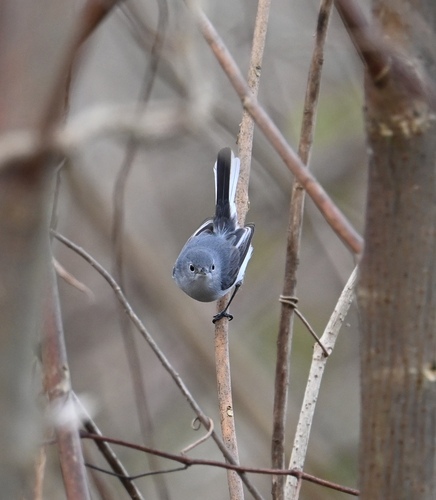 Blue-grey Gnatcatcher (Polioptila caerulea), photo 1