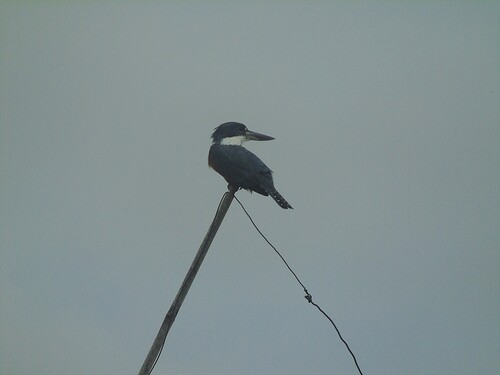 Ringed Kingfisher (Megaceryle torquata), photo 7