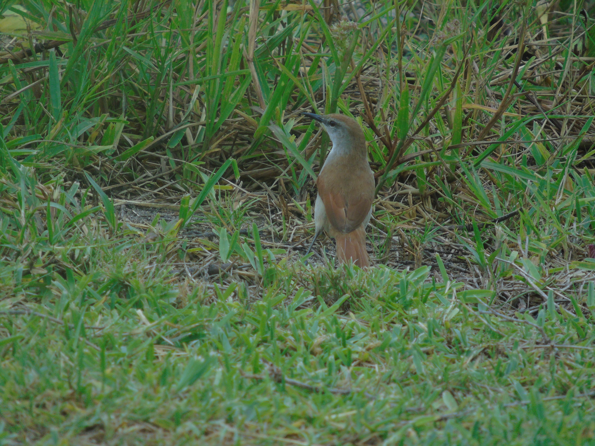 Yellow-chinned Spinetail (Certhiaxis cinnamomeus), photo 3
