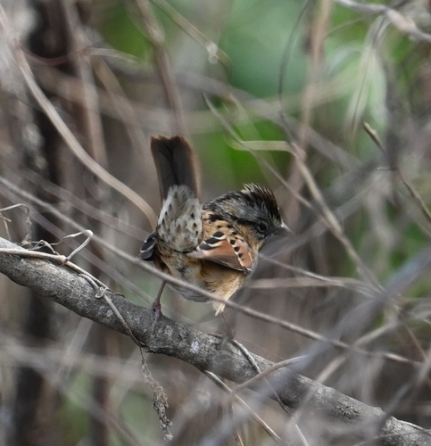 Swamp Sparrow (Melospiza georgiana), photo 7