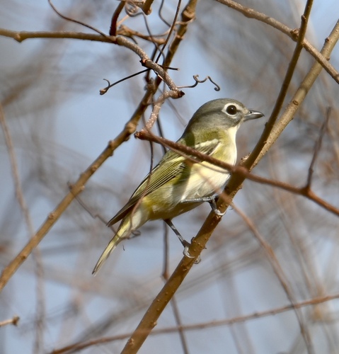 Blue-headed Vireo (Vireo solitarius)