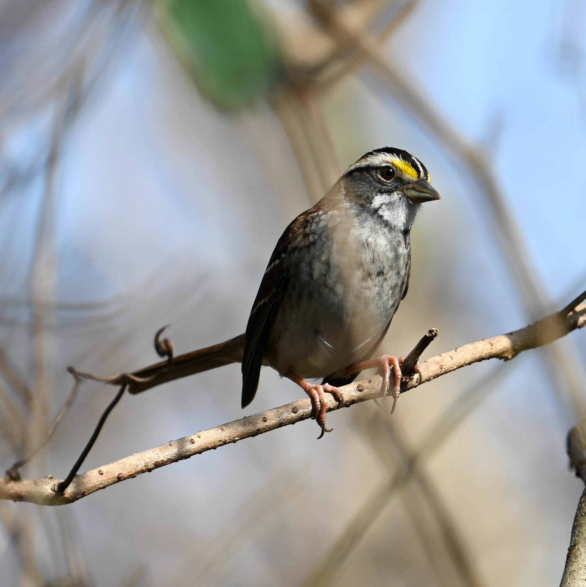 White-throated Sparrow (Zonotrichia albicollis), photo 4