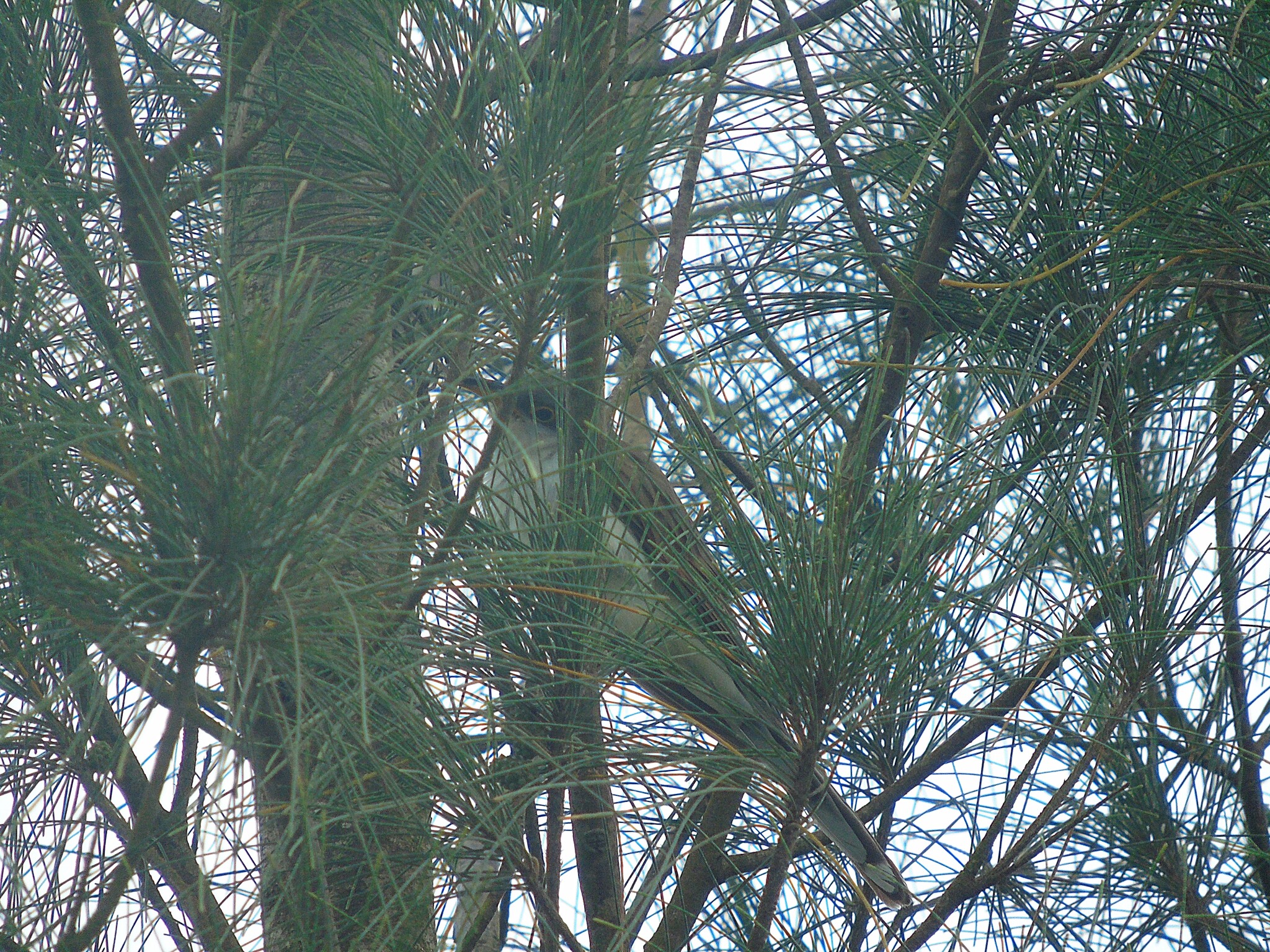 Yellow-billed Cuckoo (Coccyzus americanus), photo 1