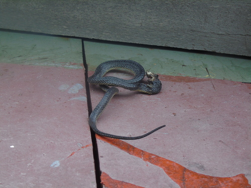 Wied's Keelback
