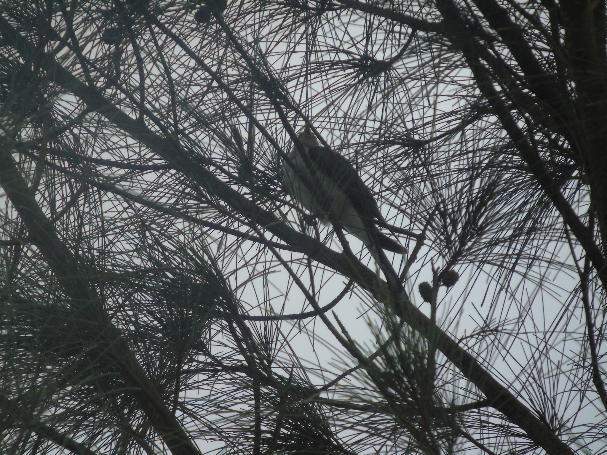 Yellow-billed Cuckoo (Coccyzus americanus), photo 2