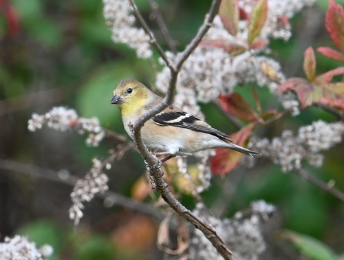 American Goldfinch (Spinus tristis), photo 6
