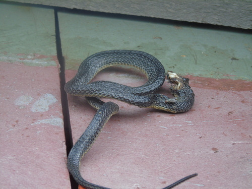 Wied's Keelback