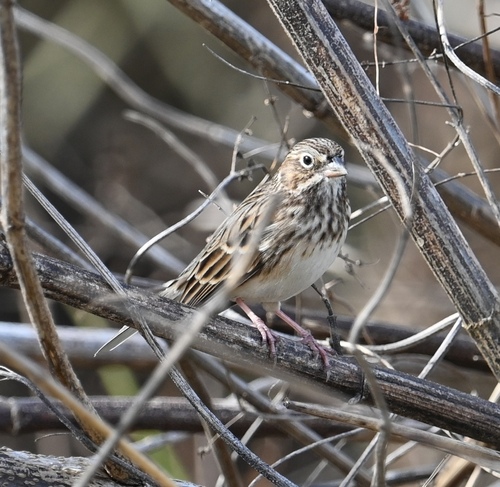 Vesper Sparrow (Pooecetes gramineus), photo 3