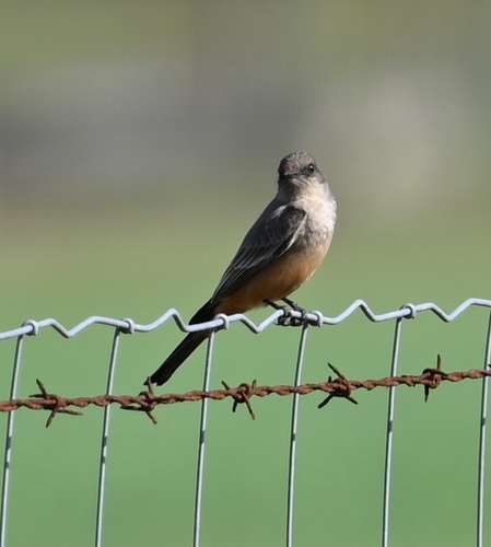 Say's Phoebe (Sayornis saya), photo 7