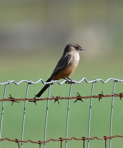 Say's Phoebe (Sayornis saya), photo 6