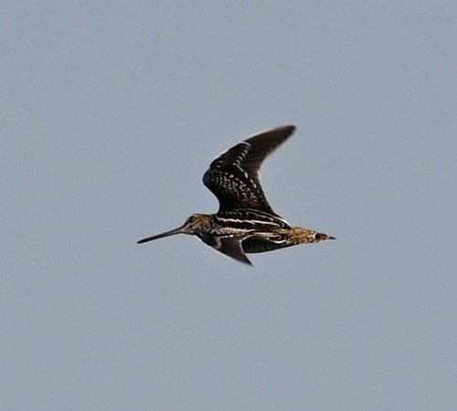 Wilson's Snipe (Gallinago delicata), photo 3