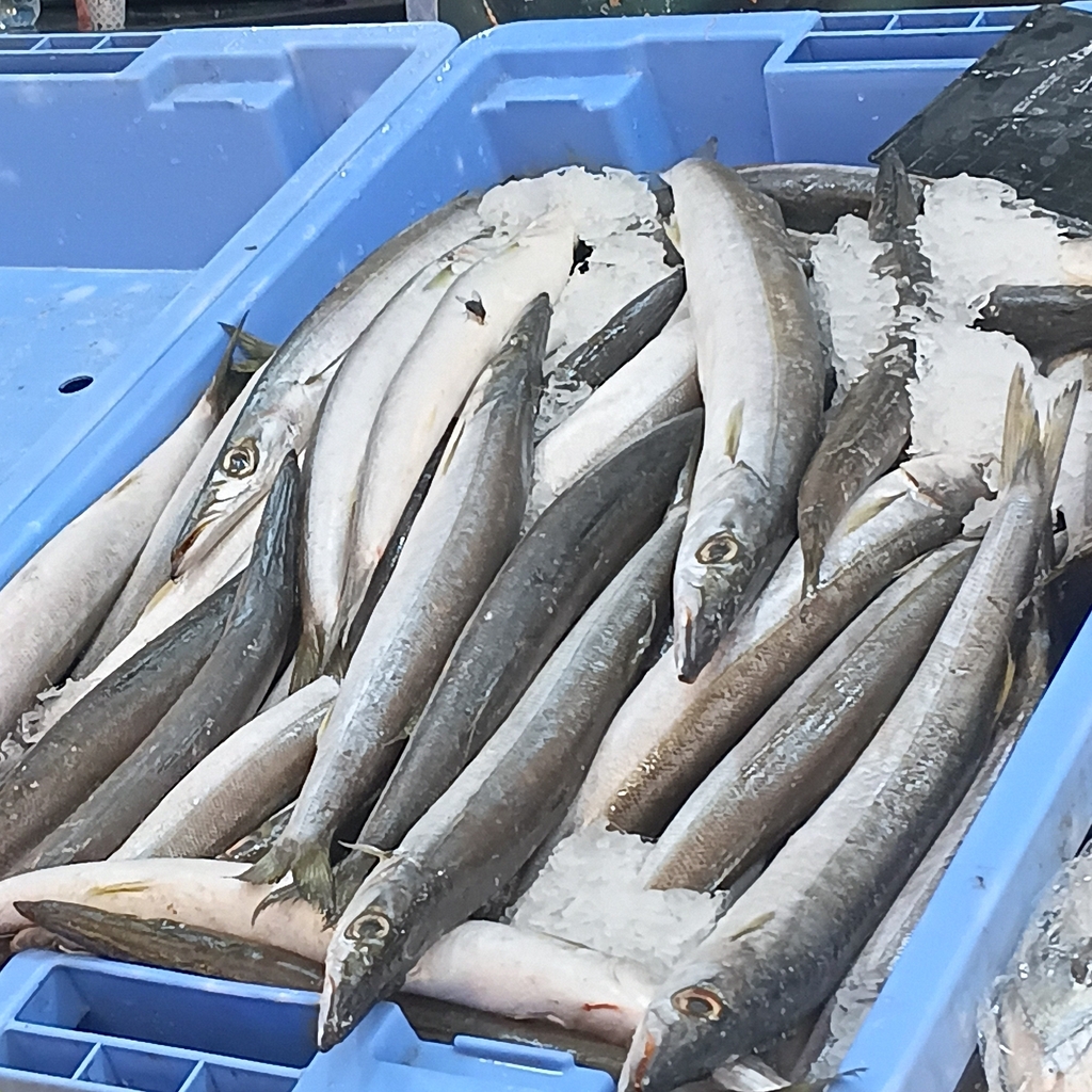 Barracuda (Sphyraena sphyraena) — Sphyraenidae