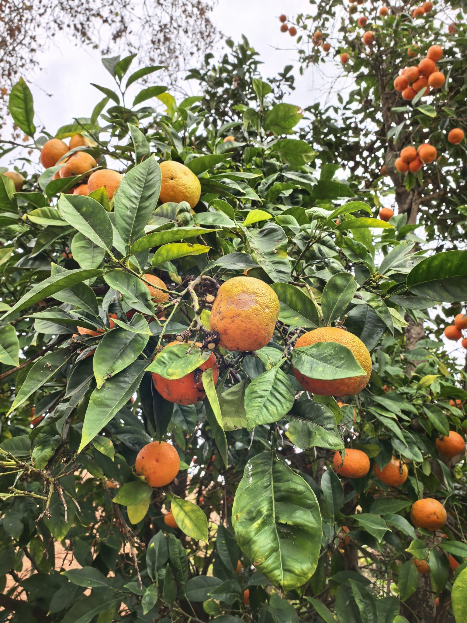 Bitter orange