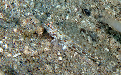 Istigobius rigilius