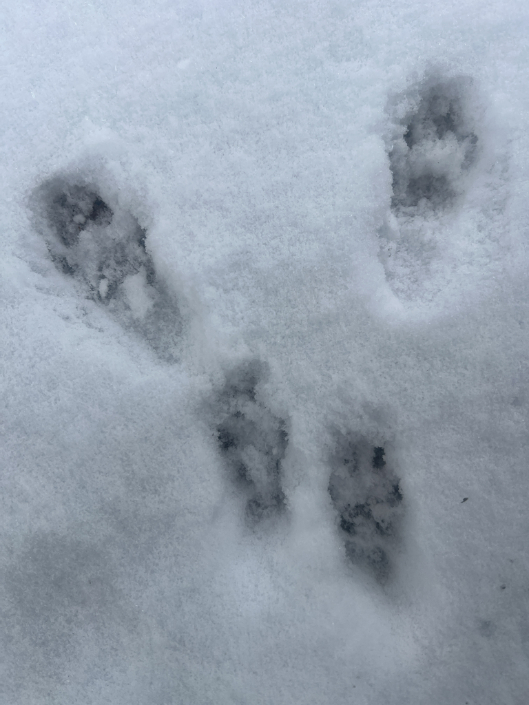 Squirrels