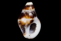 Paciocinebrina gracillima