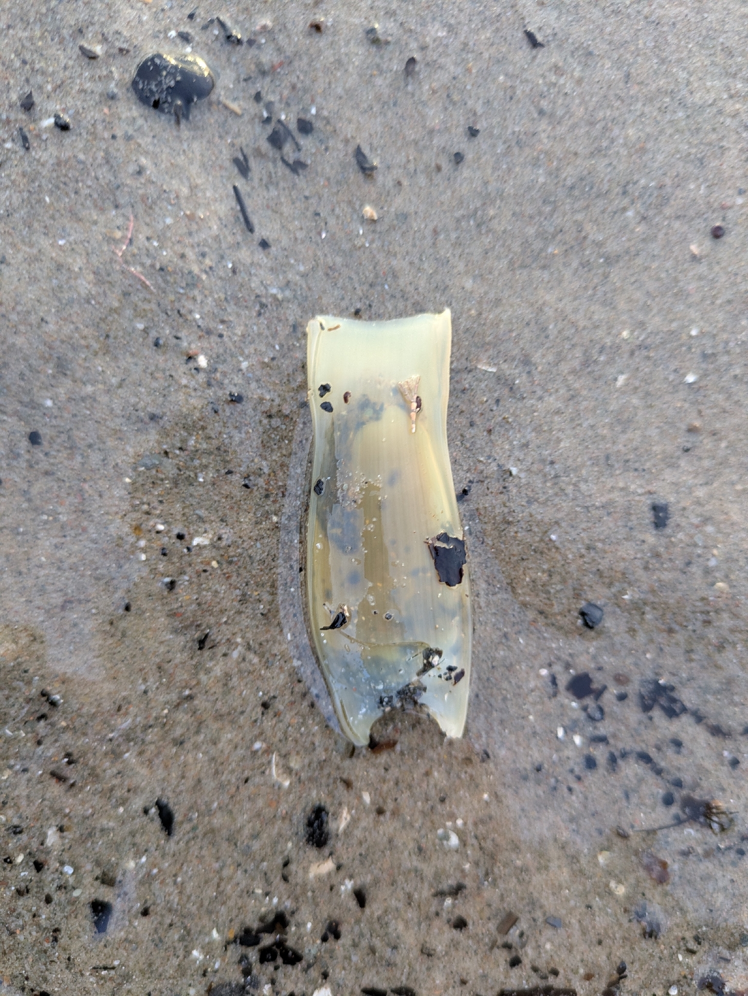 Scyliorhinus alaformis