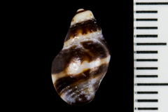 Paciocinebrina gracillima