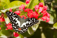 Papilio demoleus